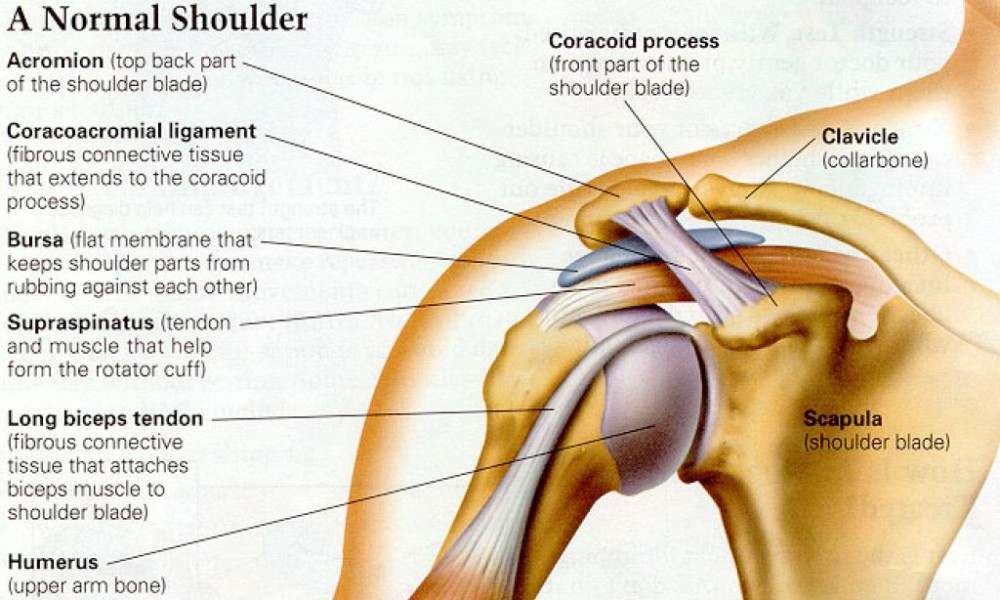 shoulder pain anatomy (1).jpg